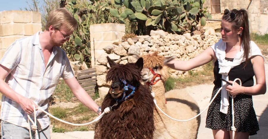 Gozo Alpaca Walks : with feeding and farm visit - Key points at a glance
