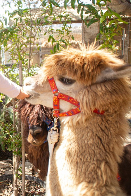 Gozo Alpaca Walks : with feeding and farm visit - Feeding time and the farm animals