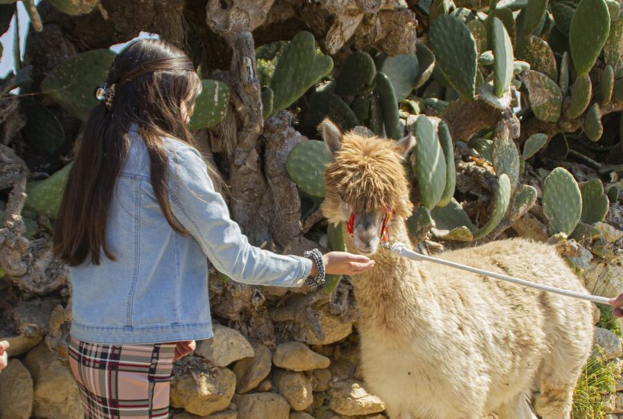 Gozo Alpaca Walks : with feeding and farm visit - How much value do you get for $71?