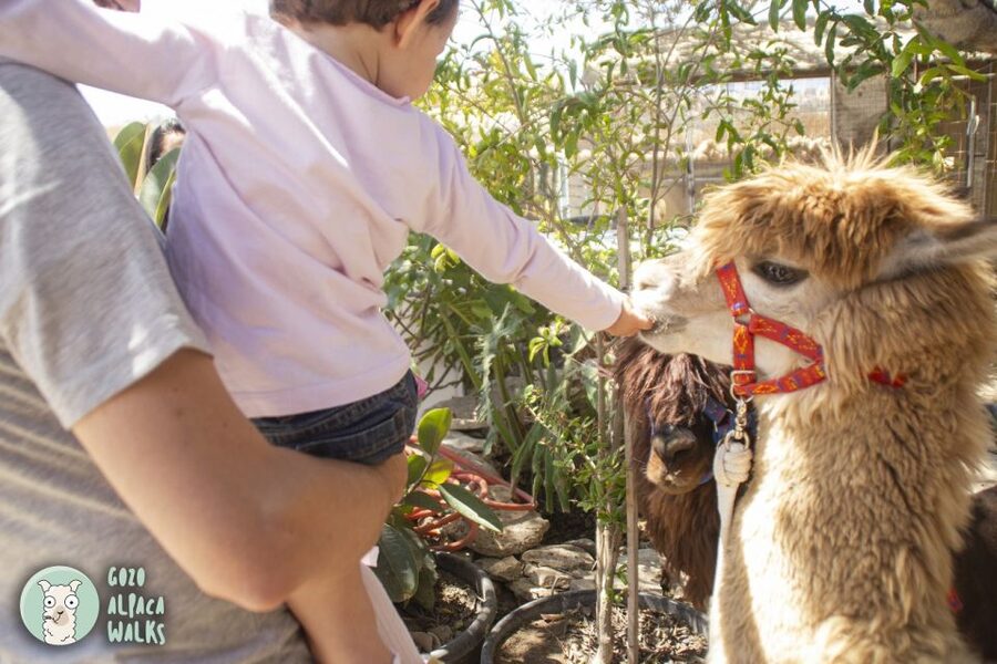 Gozo Alpaca Walks : with feeding and farm visit - Planning around the one-hour schedule