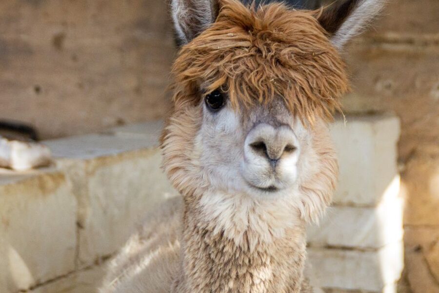 Gozo Alpaca Walks : with feeding and farm visit - The guides and the feel of the visit