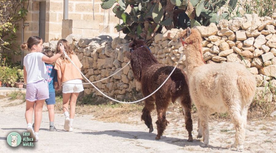 Gozo Alpaca Walks : with feeding and farm visit - Who will enjoy this farm visit most?
