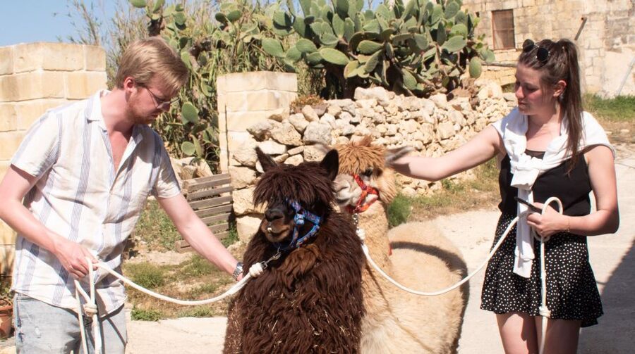 Gozo Alpaca Walks : with feeding and farm visit - Taking one alpaca into the Gozo countryside