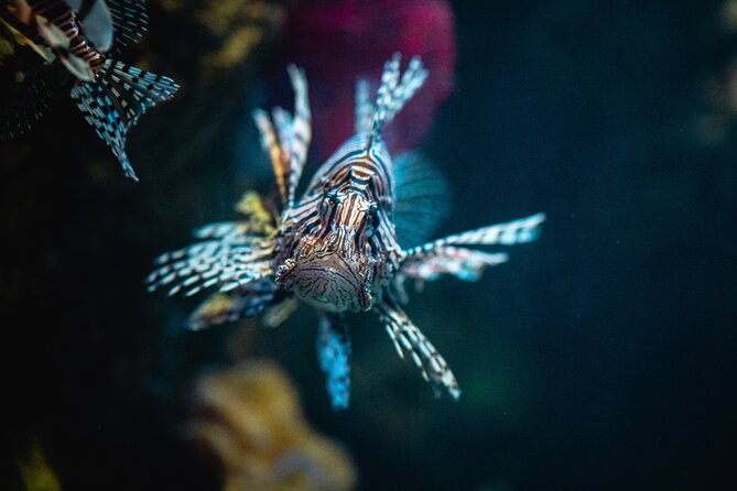 Malta National Aquarium Entrance Ticket - How long to allow and how to plan the day