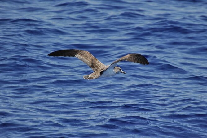 Private Marine Life Spotting - Dolphin watching EcoMarine Malta - What the price means at $1,898.93 per person