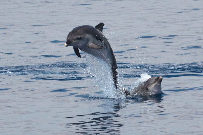 Private Marine Life Spotting - Dolphin watching EcoMarine Malta - Searching for dolphins around the Maltese Islands