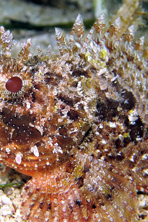 SSI Try Scuba Diving in the sea - What the $58 Price Really Includes