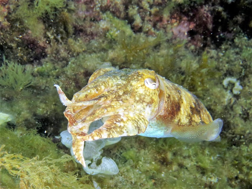 SSI Try Scuba Diving in the sea - Should You Book the Octopus Garden Try Scuba Session?