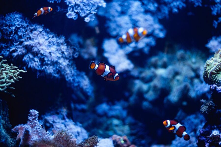 St Paul's Bay: Malta National Aquarium Entry Ticket - The Main Tank Tunnel and Underwater Views
