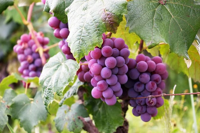 The Taste of Malta Artisan Wine Pairing - Key points to know before booking