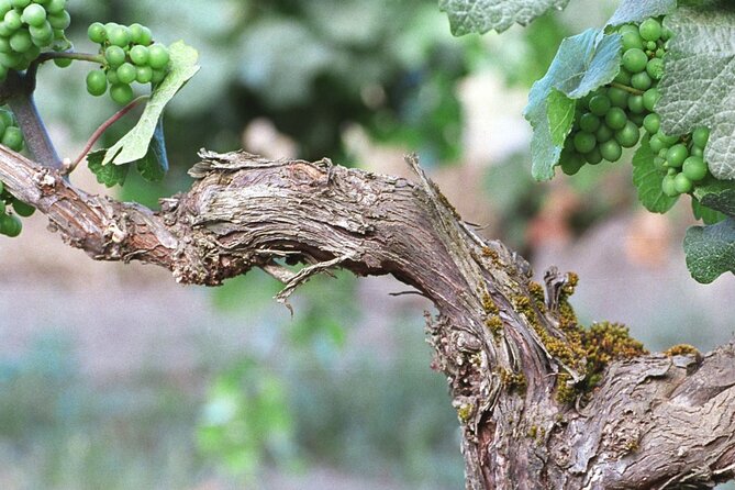 The Taste of Malta Artisan Wine Pairing - Is $42.17 a fair price?