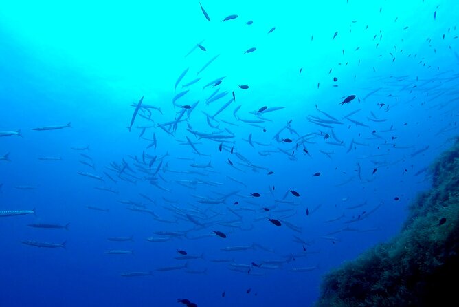 Two Morning Dives in Gozo for Certified Diver - Safety, supervision, and comfort